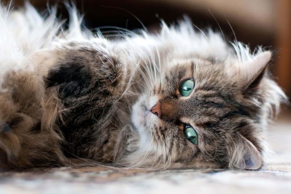 Сибирская кошка: происхождение породы, особенности характера и ухода