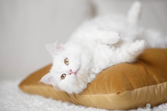 белая кошка на подушке