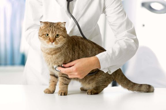 кошка на приеме у ветеринара