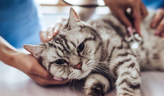 5 причин запаха из пасти у кошки: самые распространенные проблемы и их решение