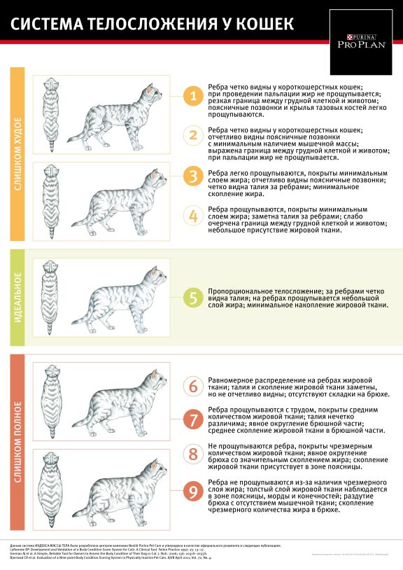 Ожирение у кошек: признаки, степени, причины и лечение
