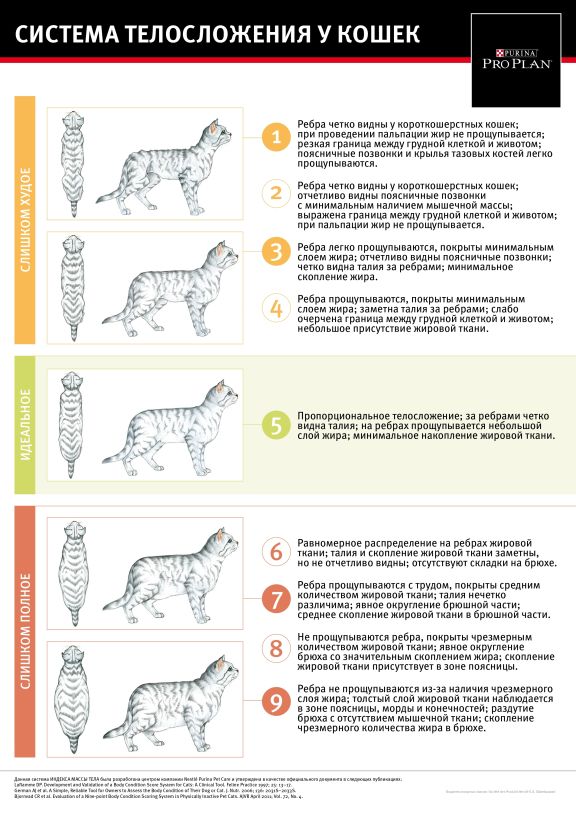 Таблица индекса массы тела кошек