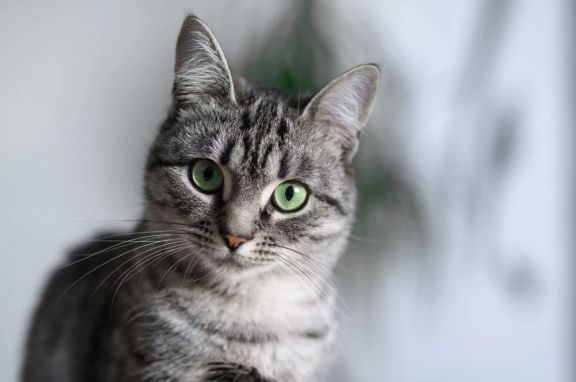 Американская короткошерстная