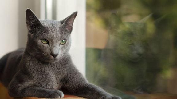 Кошка русская