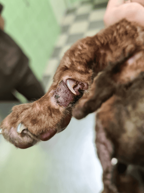 Фото 2. Карцинома in situ, сопровождающаяся пиодермией.