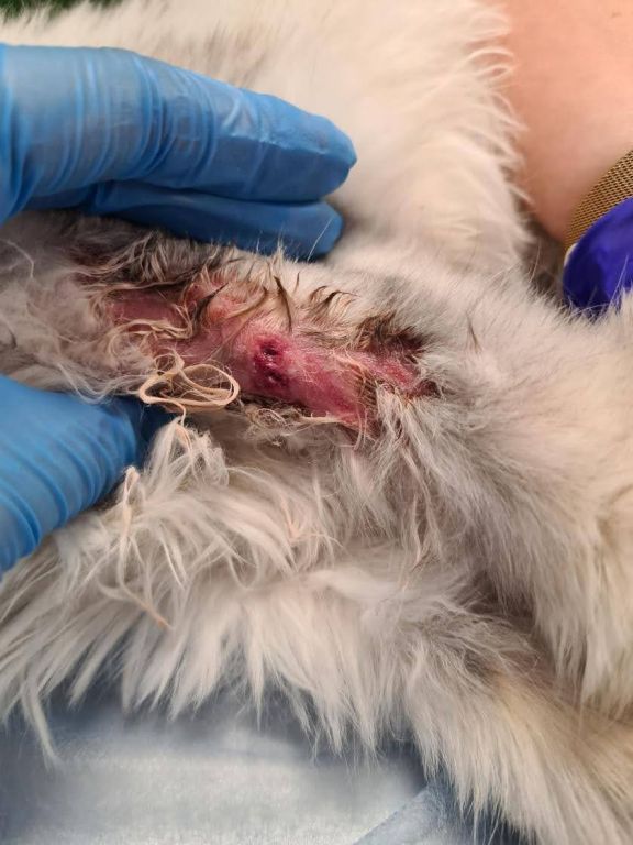 Фото 3. Свищевой ход на грудной конечности у кошки с глубокой пиодермией.