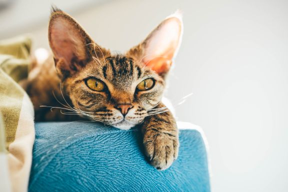 Кот породы Девон-рекс лежит на диване