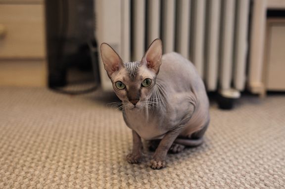 Кот породы Донской сфинкс сидит на полу