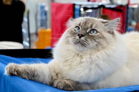 Невская маскарадная кошка на выставке