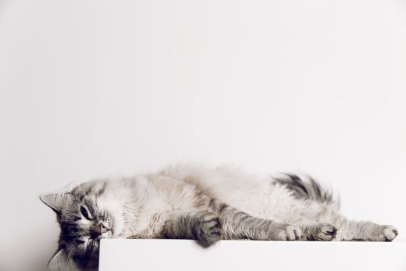 Невская маскарадная кошка спит