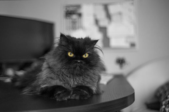 Черная персидская кошка