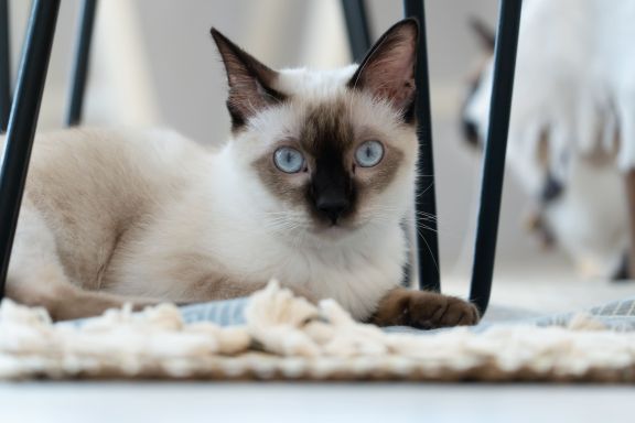 Тайская кошка