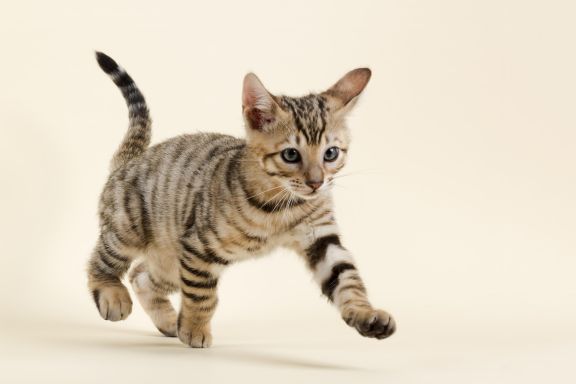 Кот породы Тойгер бежит