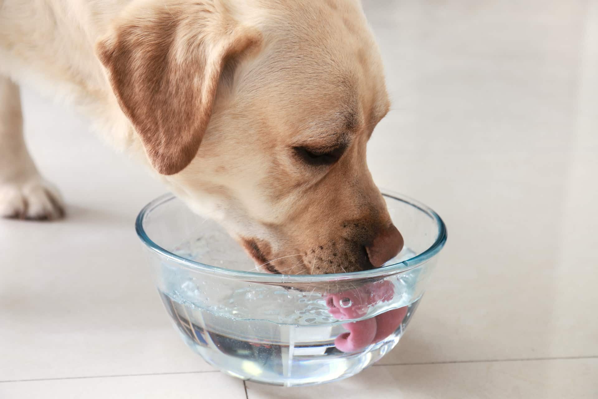 Собака пьет воду