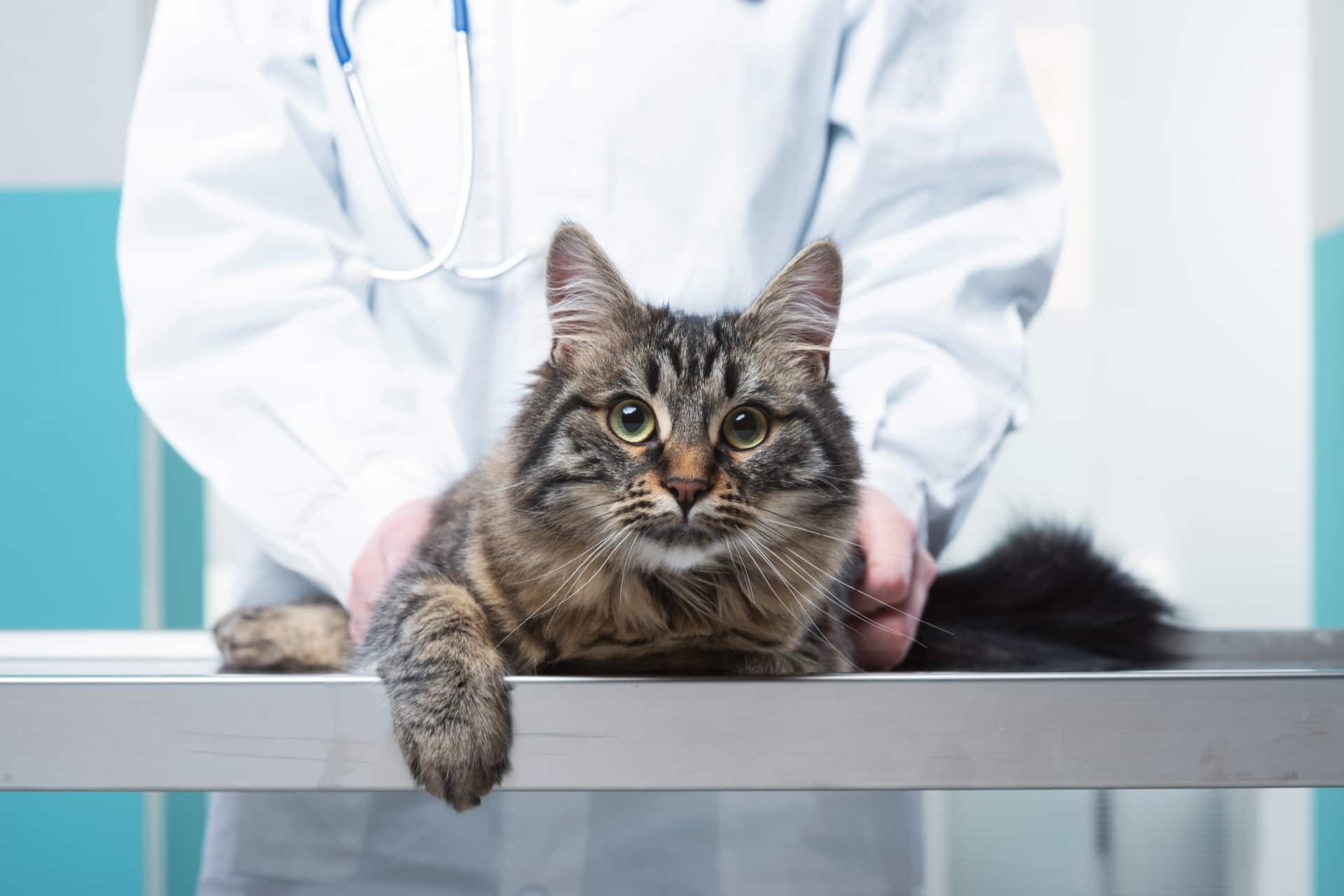 Кот лежит на столе в кабинете ветеринарного врача