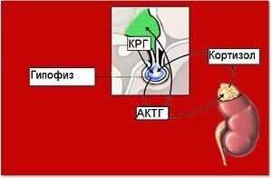 Механизм регуляции секреции кортизола