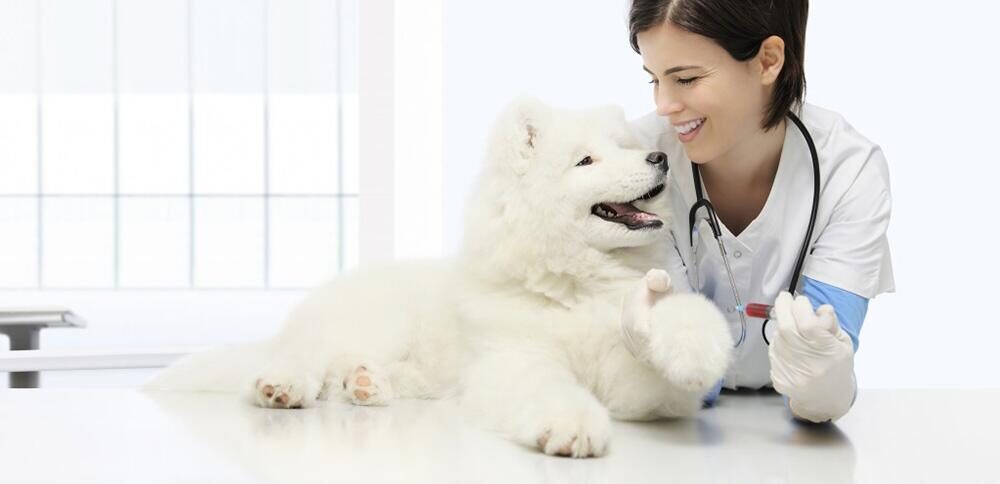 Воспалительные заболевания кишечника у собак: типы энтеропатий