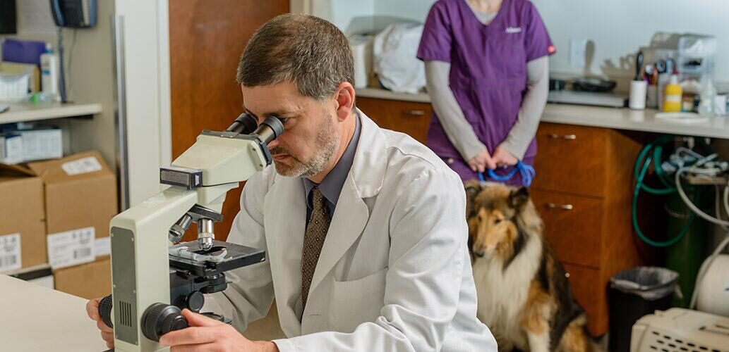 Ветеринар за микроскопом. Ветеринар с микроскопом. Специализации в ветеринарии.
