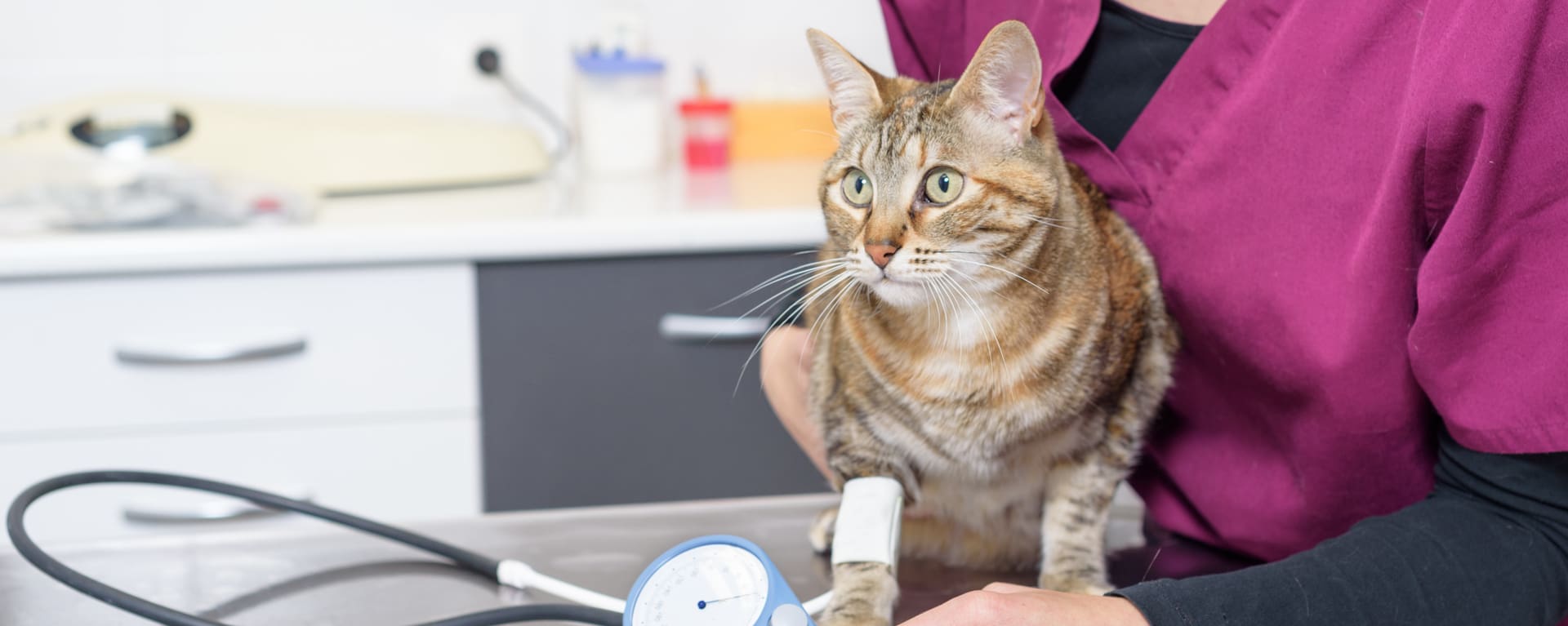 Хроническая болезнь почек у кошек: симптомы, диагностика и лечение