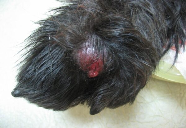 Рецидив гистиоцитарной саркомы мягких тканей, через 1 месяц после не радикальной операции у собаки