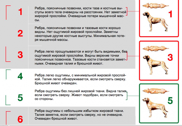 Система оценки состояния тела собаки (часть 1)