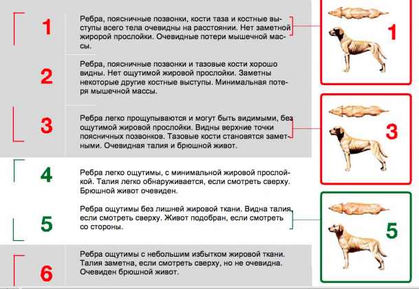 Сотрясение у собаки