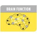 Функции мозга