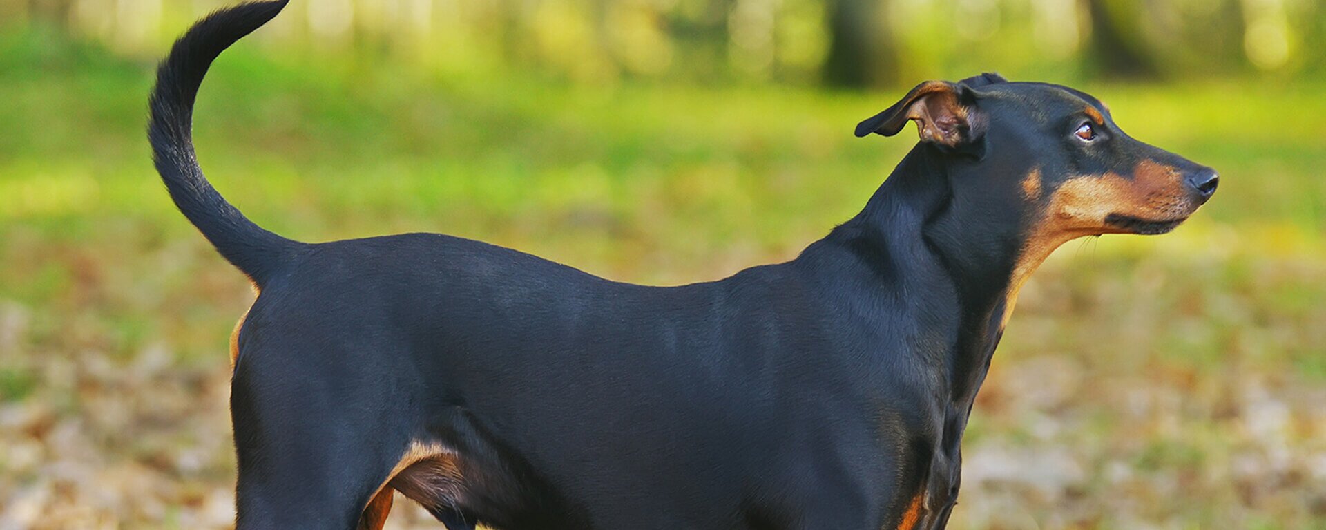 Порода Собак Немецкий Пинчер Фото
