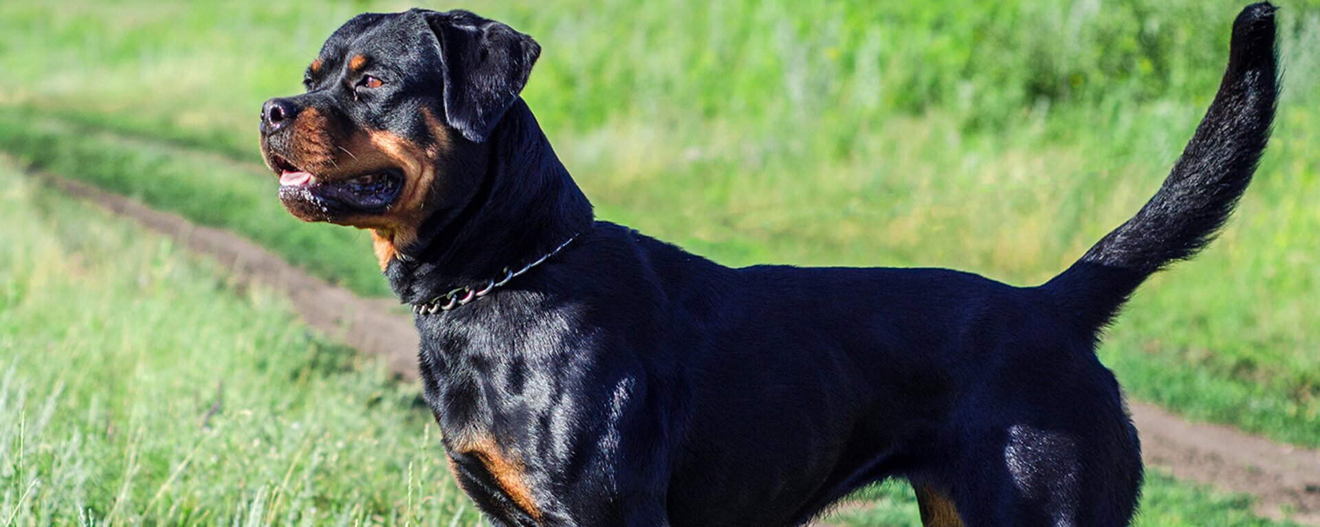 Ротвейлер: описание породы 🐶 и советы по уходу — ProPlan.ru