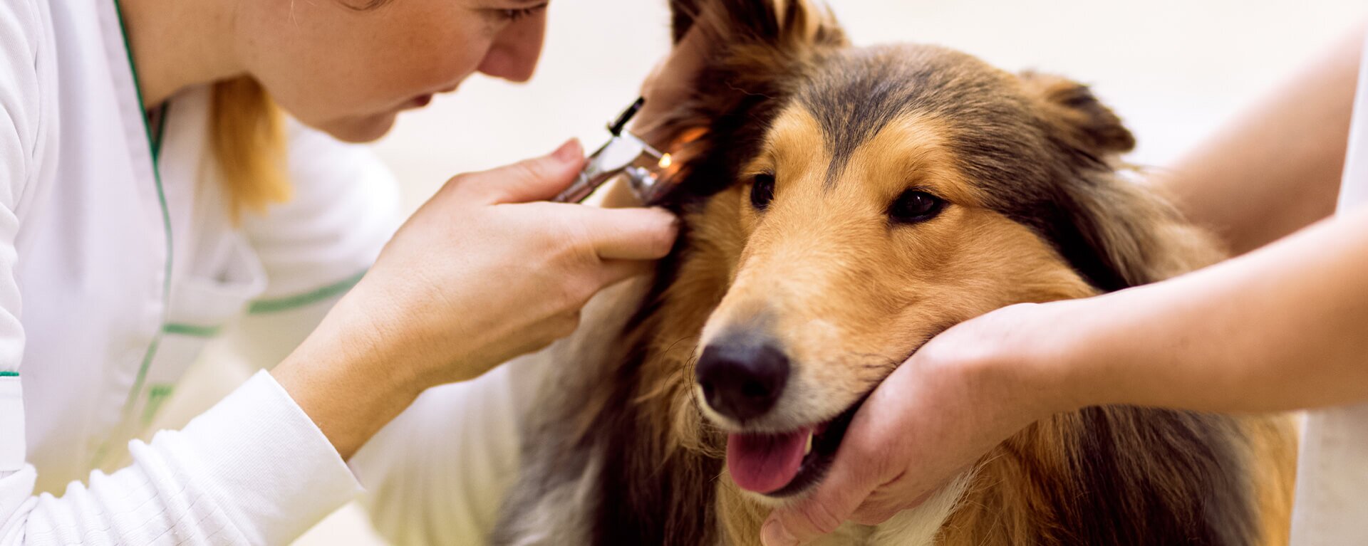Проверка здоровья взрослой собаки. Самые распространенные заболевания