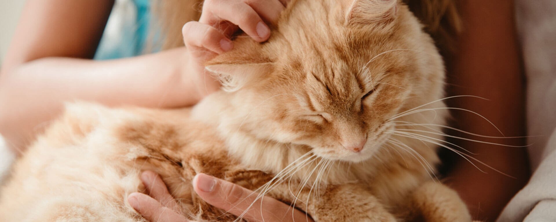 что делать если кошка забеременела. Смотреть фото что делать если кошка забеременела. Смотреть картинку что делать если кошка забеременела. Картинка про что делать если кошка забеременела. Фото что делать если кошка забеременела