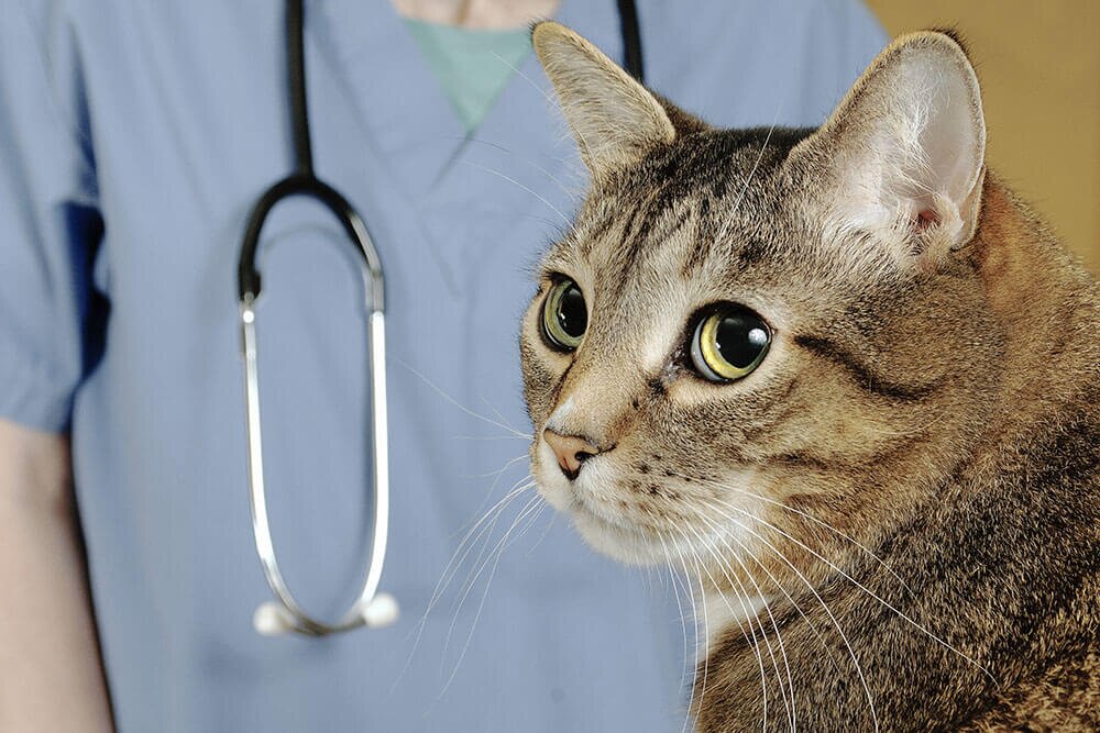 Кастрация и стерилизация кошки
