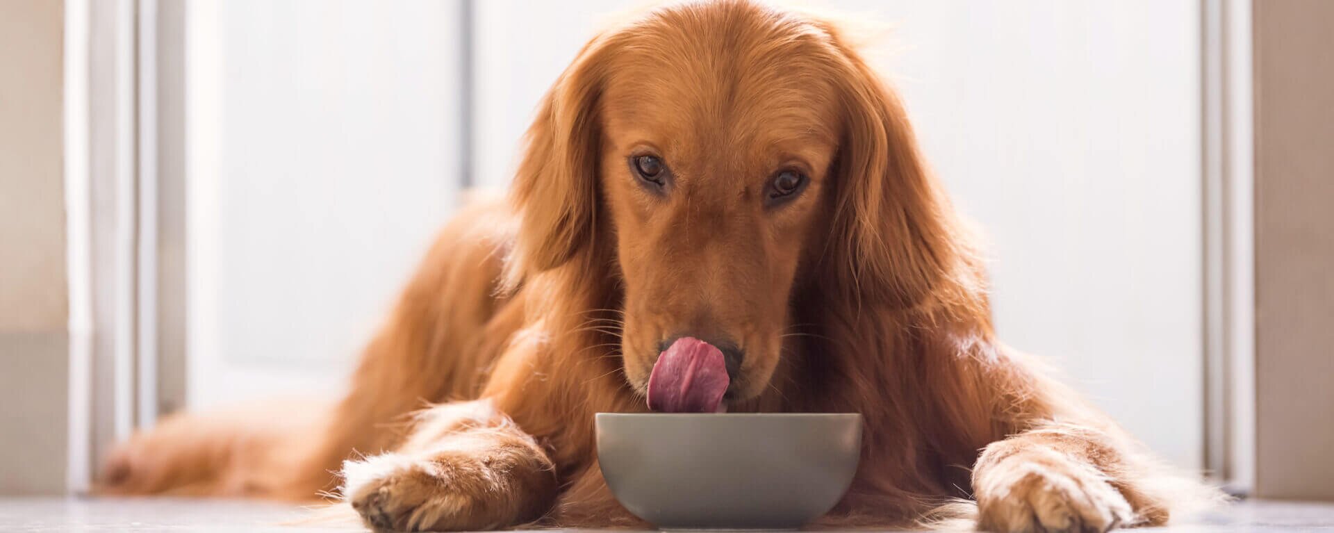 Правильное питание собак