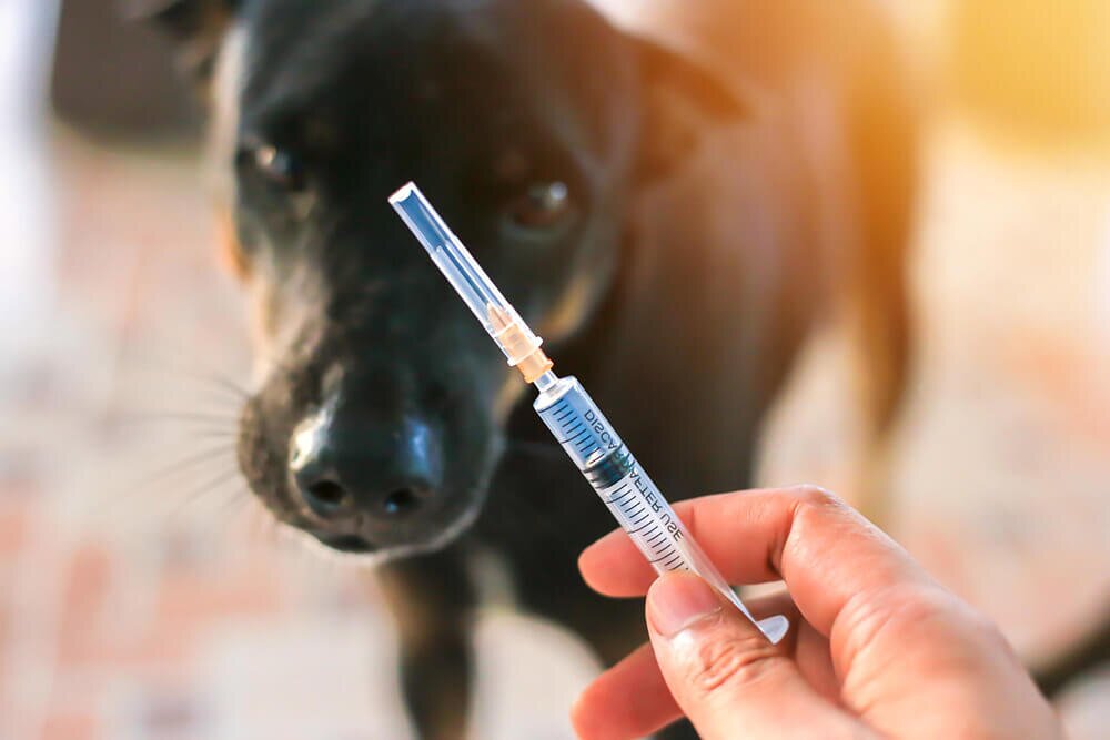 Прививки для собак
