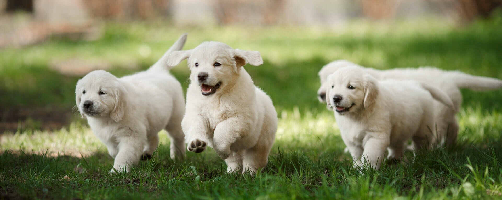 памятка выгул собак. щенок гуляет. догтренинг лабрадора. бордер колли браун. как правильно выгуливать собаку.