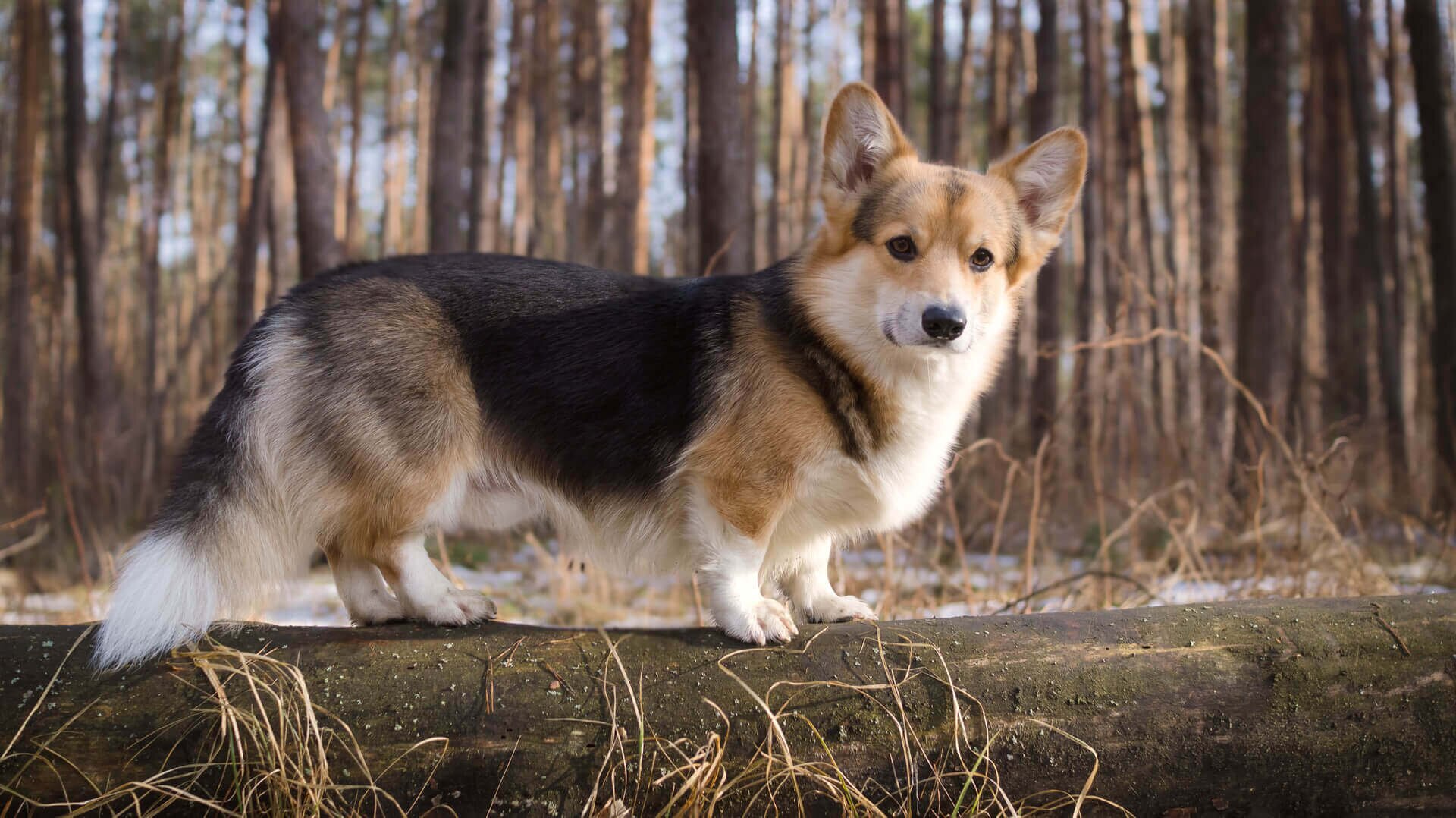 корги какая порода мелкая или средняя. %D0%BA%D0%BE%D1%80%D0%B3%D0%B8 9. корги какая порода мелкая или средняя фото. корги какая порода мелкая или средняя-%D0%BA%D0%BE%D1%80%D0%B3%D0%B8 9. картинка корги какая порода мелкая или средняя. картинка %D0%BA%D0%BE%D1%80%D0%B3%D0%B8 9. Вельш-корги – это название двух пород собак, а именно вельш-корги-пемброк и вельш-корги-кардиган. Предположительно, они имеют сходное происхождение, но в 1934 году в Великобритании эти породы были четко разделены, и Британским кинологическим обществом созданы первые стандарты корги.