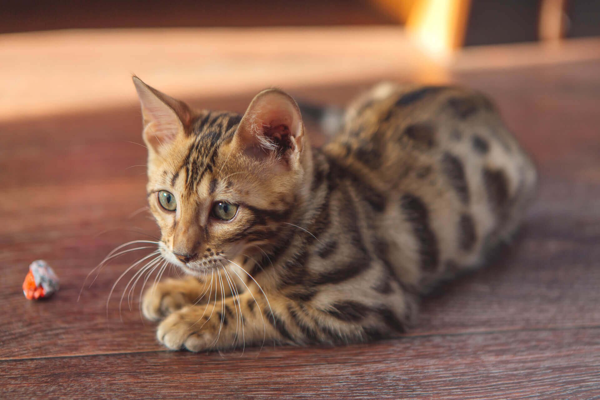 Бенгальские Кошки Характер Фото
