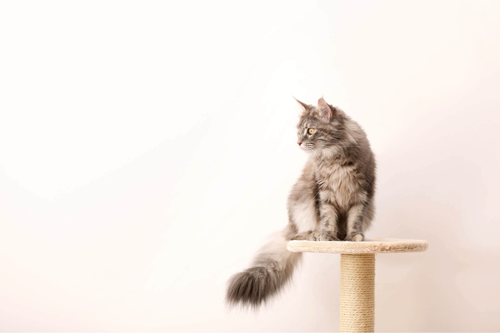 Кошка Фото Животного Домашняя Кошка Фото Животного Домашняя