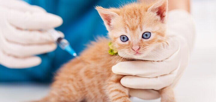 Прививки котятам и ревакцинация