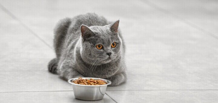 Чем кормить кошку в домашних условиях