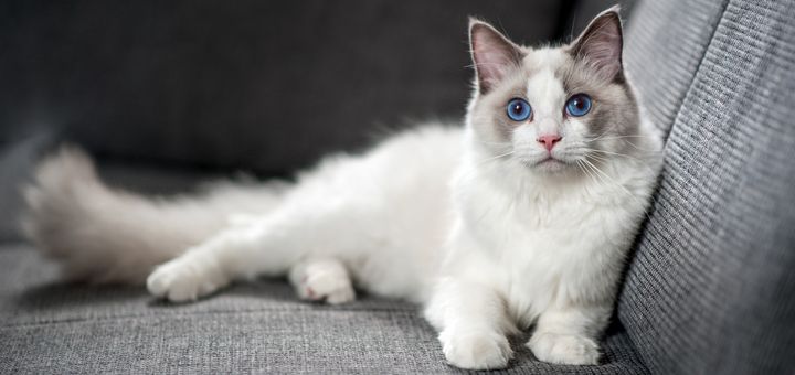 Особенности зрения кошек
