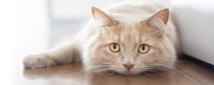 Кальцивироз у кошек симптомы и лечение