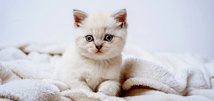 Как приучить котенка к лотку