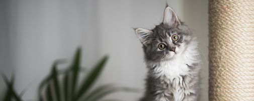 Польза спирулины для кошек