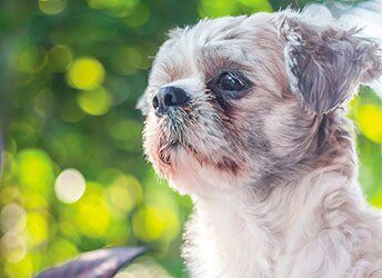 Как заботиться о здоровье маленьких собак в зрелом возрасте?