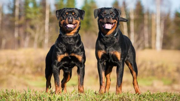 Самая большая порода собак в россии названия