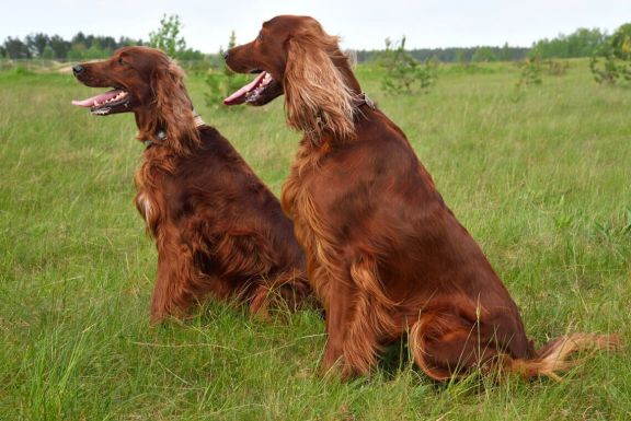 Самая большая порода собак в россии названия