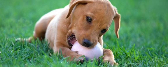 Зубы у собаки – особенности строения и ухода
