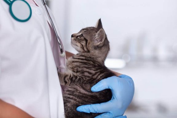 Кастрация и стерилизация кошки