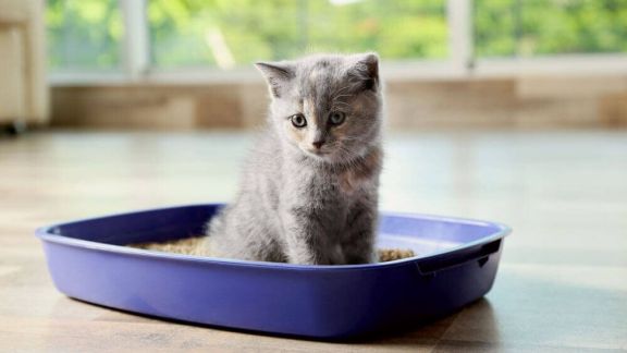 Что делать, если котёнок не ходит в лоток